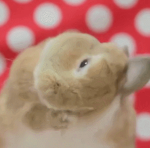 小兔兔 吃东西 搞笑 可爱