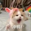 萌宠 猫星人 冲鸭 开心 呆萌 可爱