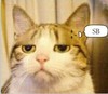 猫猫 无精打采 可爱 失落