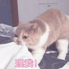 沙雕猫 猫咪 猫 可爱猫 猫表情包 猫咪表情包 小猫