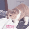 沙雕猫 猫咪 猫 可爱猫 猫表情包 猫咪表情包 小猫