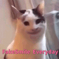 猫咪 fakesmile everyday