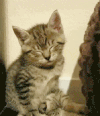 猫 萌宠 动物 困