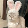 萌宠 猫星人 与世无争 无奈 呆萌 可爱