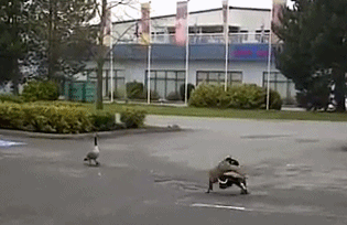 秒吃 三只鸭子 要起飞啊 被车撞了