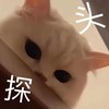 萌宠 猫星人 探头 偷看 呆萌 可爱