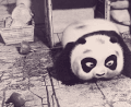 熊猫 萌萌哒 动漫 可爱