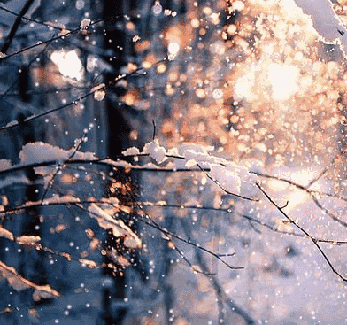 灯光 小雪 树挂 透明