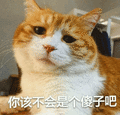 猫咪 毛茸茸 可爱 你该不会是个傻子吧