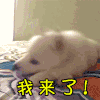 斗图 我来啦
