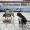 动物 狗狗 猪 猫咪 格格不入 不够变
