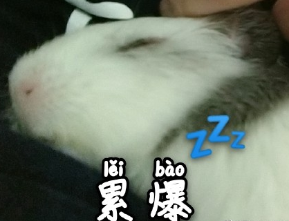 竹鼠 可爱 萌宠 文字表情包 逗
