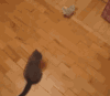 猫咪 玩偶 打架 搞笑