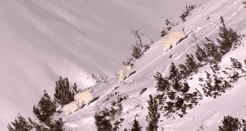 加拿大不列颠哥伦比亚省风光 动物 北极熊 可爱 旅游 纪录片 雪山