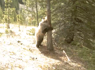 熊熊 蹭痒 开心 搞笑