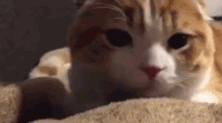 动物 萌宠 猫