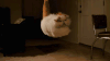 猫咪 神奇 浮起来  可爱