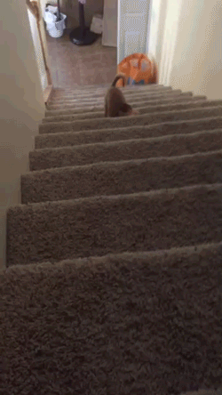 吉娃娃 chihuahua