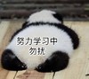 萌宠 熊猫 努力学习中 勿扰 呆萌 可爱