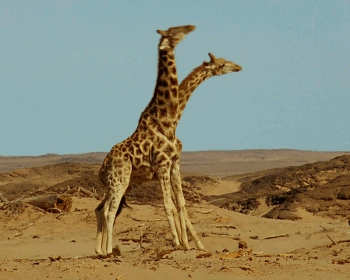 长颈鹿 动物 疯狂 搞笑