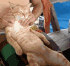 猫咪 主人 按摩 享受