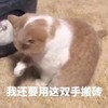 萌宠 猫星人 我还要用着双手搬砖 无奈 呆萌 可爱