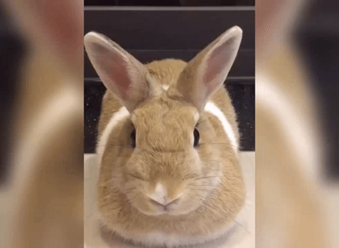 可爱 动物 兔子 顽皮