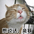 猫 萌宠 喵星人 猫咪 别说话亲我 soogif soogif出品