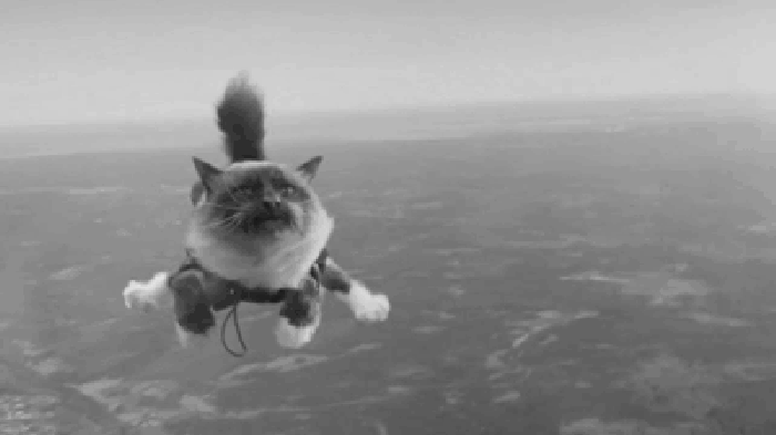 飞行的猫 宝宝有点怕 高空 恐怖