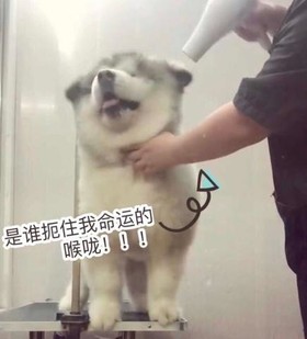汪星人 可爱 萌 魔性 搞怪
