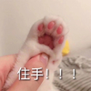 萌宠 猫星人 住手 不要动 呆萌 搞怪