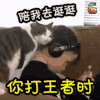 猫 萌宠 可爱 soogif soogif出品 你打王者时你的女朋友