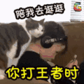 猫 萌宠 可爱 soogif soogif出品 你打王者时你的女朋友