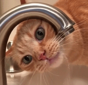 猫咪 搞笑 可爱 喝水