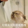 萌宠 猫星人 无情浇灭我所以热情 可怜 呆萌 可爱