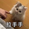 萌宠 猫星人 拉手手 撒娇 呆萌 可爱