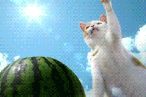 猫咪 搞笑 玩耍 西瓜