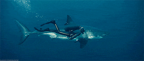大海 鲨鱼 游泳 潜水