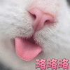略略略 猫 搞怪 逗
