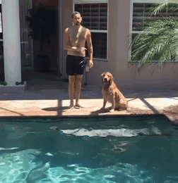 萌宠 狗狗 跳下去 游泳