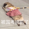 萌宠 汪星人 被国考搞趴了 该死的国考 淘气 搞笑