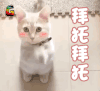 soogif soogif出品 拜托