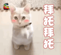 soogif soogif出品 拜托