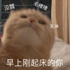 萌宠 猫星人 无神 早上刚起床的你 呆萌 可爱