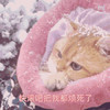 萌宠 猫星人 快滚吧 我都烦死了 呆萌 可爱