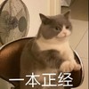 萌宠 猫星人 一本正经 听话 呆萌 可爱