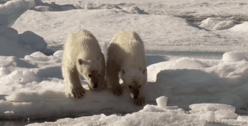 熊 两只 雪地 跳跃