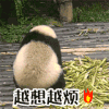 萌宠 熊猫 越想越烦 生气 呆萌 可爱