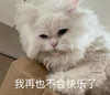 萌宠 喵星人 我再也不会快乐了 难受 搞怪 逗