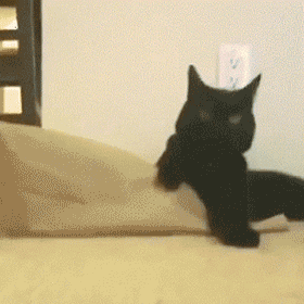 黑色猫咪 纸袋 花猫 电源